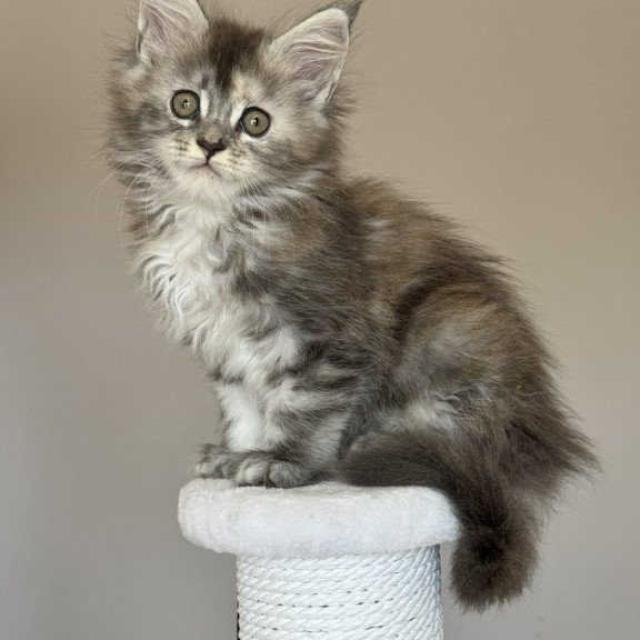 Maine Coon NOV Ohana