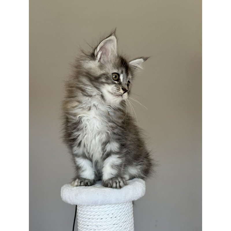 Maine Coon NOV Ohana