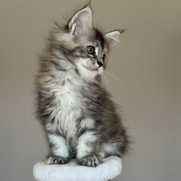 Maine Coon NOV Ohana