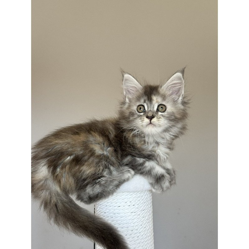 Maine Coon NOV Ohana
