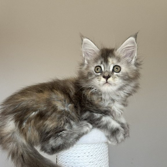 Maine Coon NOV Ohana