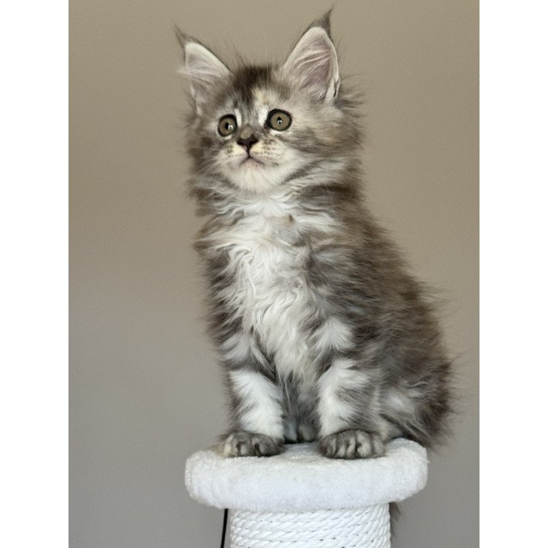 Maine Coon NOV Ohana