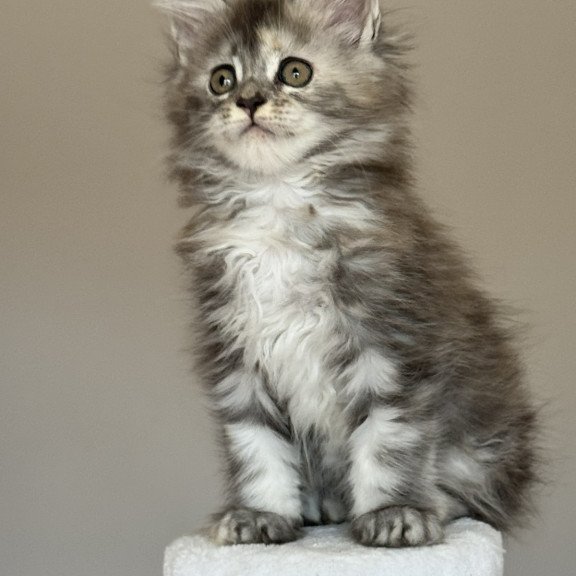 Maine Coon NOV Ohana
