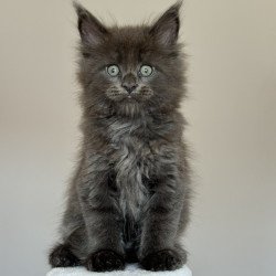 Maine Coon NOV Ousei
