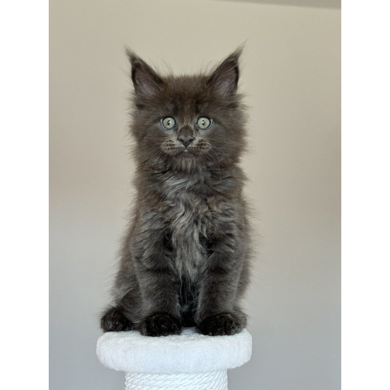 Maine Coon NOV Ousei