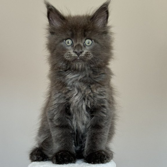 Maine Coon NOV Ousei