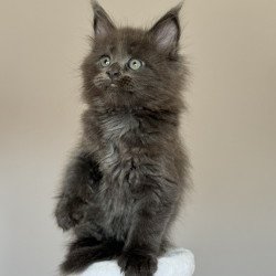 Maine Coon NOV Ousei
