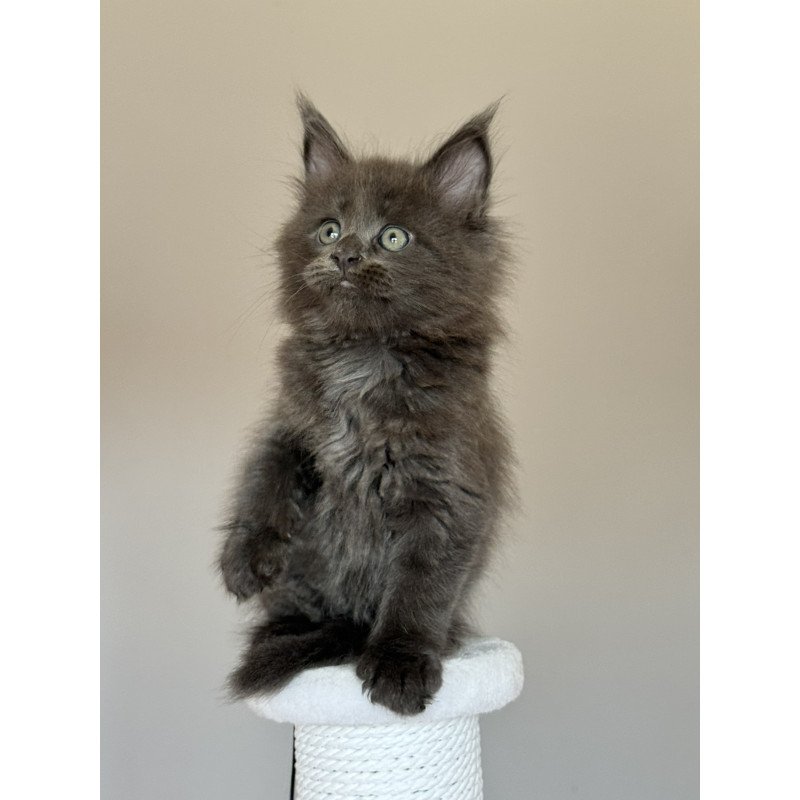 Maine Coon NOV Ousei