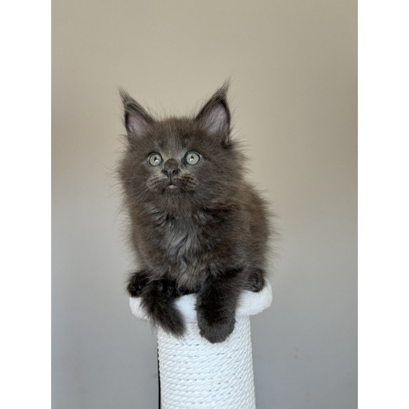 Maine Coon NOV Ousei