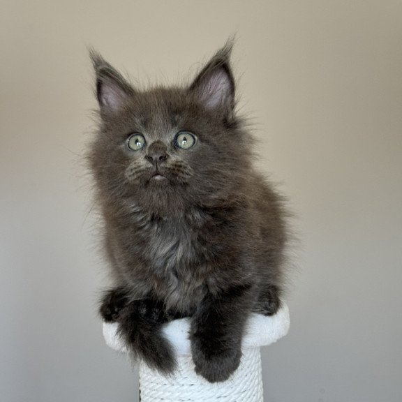 Maine Coon NOV Ousei