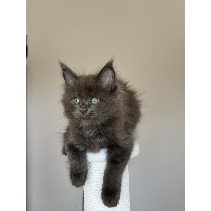 Maine Coon NOV Ousei