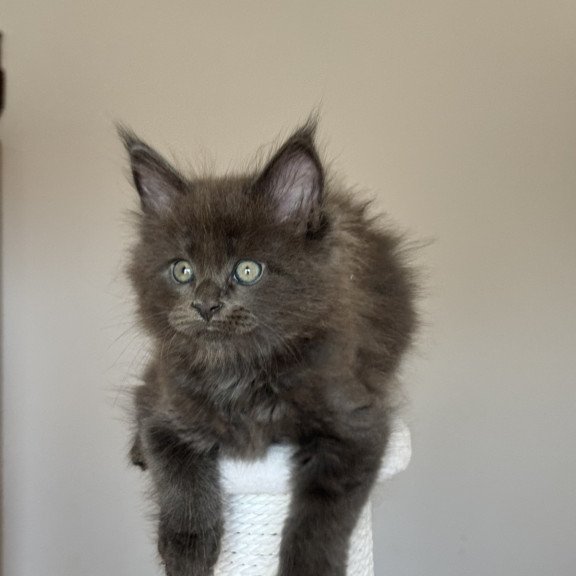 Maine Coon NOV Ousei