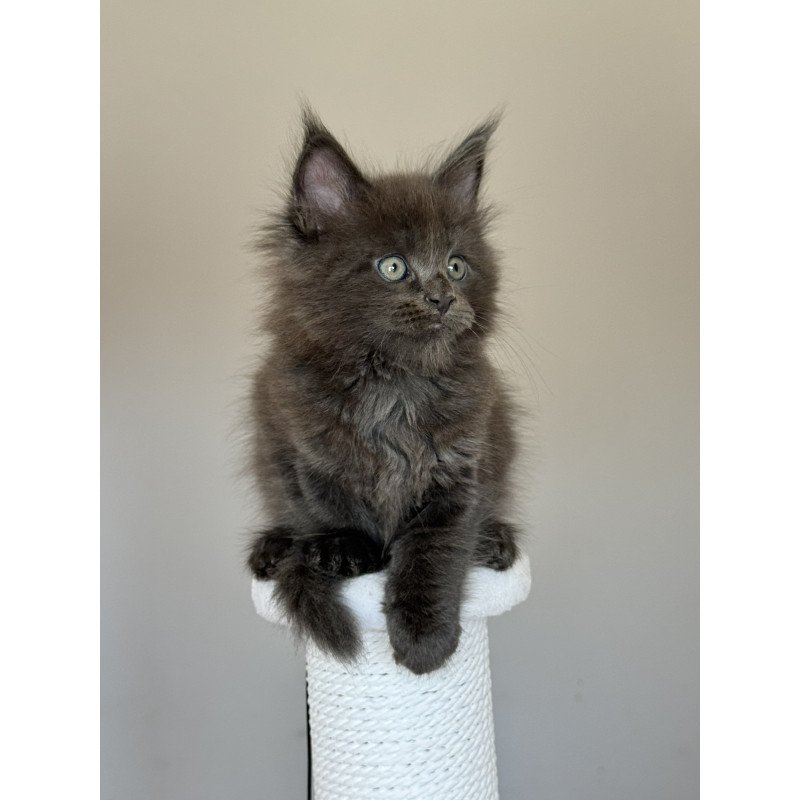 Maine Coon NOV Ousei