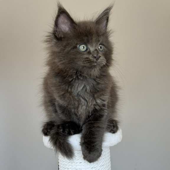 Maine Coon NOV Ousei