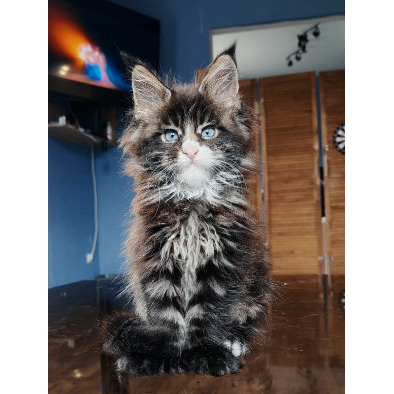 Maine Coon NOV Pandora Polydactyl