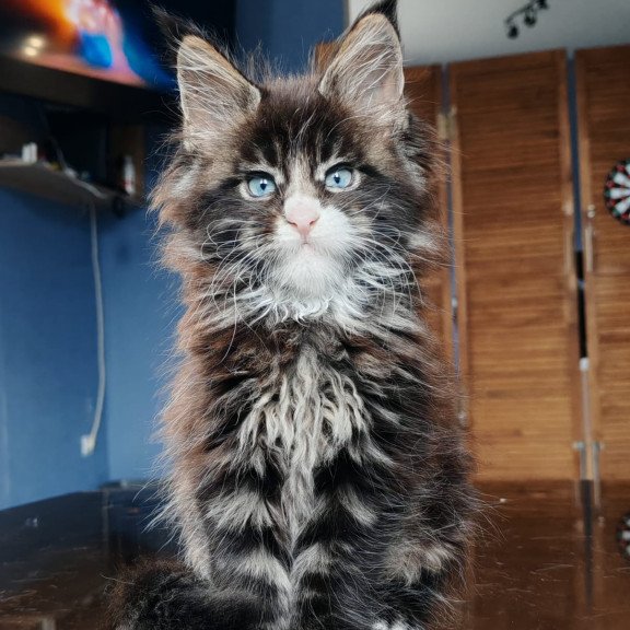 Maine Coon NOV Pandora Polydactyl