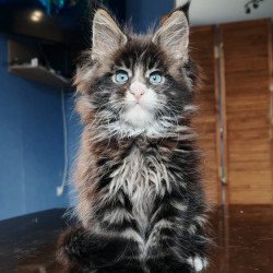 Maine Coon NOV Pandora...