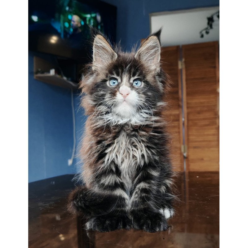 Maine Coon NOV Pandora Polydactyl