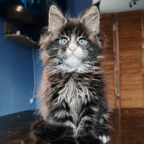 Maine Coon NOV Pandora Polydactyl