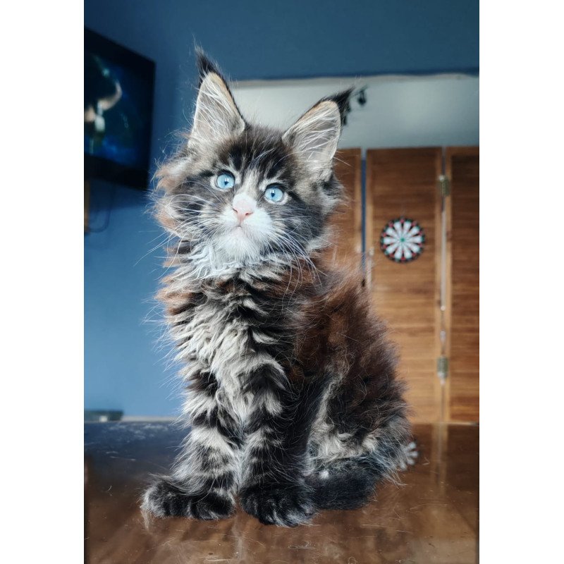 Maine Coon NOV Pandora Polydactyl