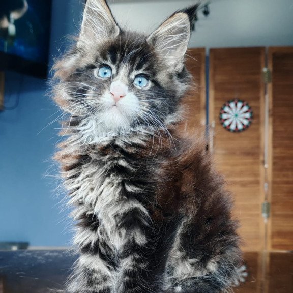 Maine Coon NOV Pandora Polydactyl