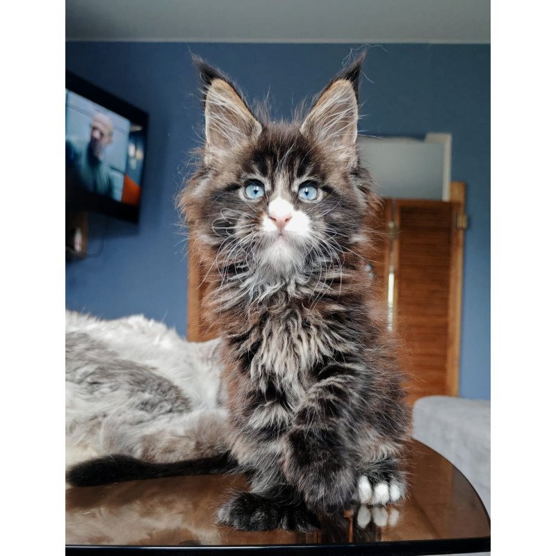 Maine Coon NOV Pandora Polydactyl