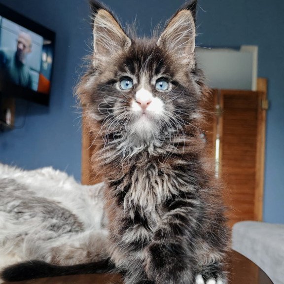 Maine Coon NOV Pandora Polydactyl
