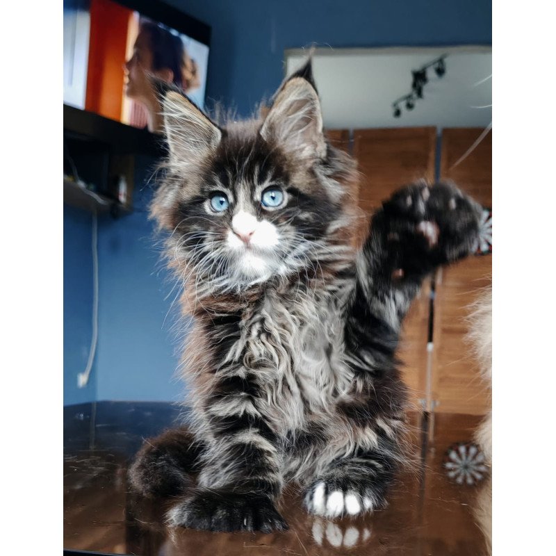 Maine Coon NOV Pandora Polydactyl