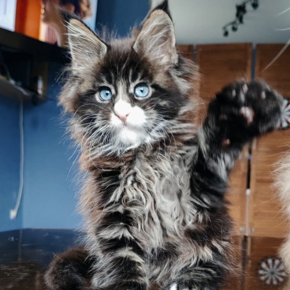 Maine Coon NOV Pandora Polydactyl