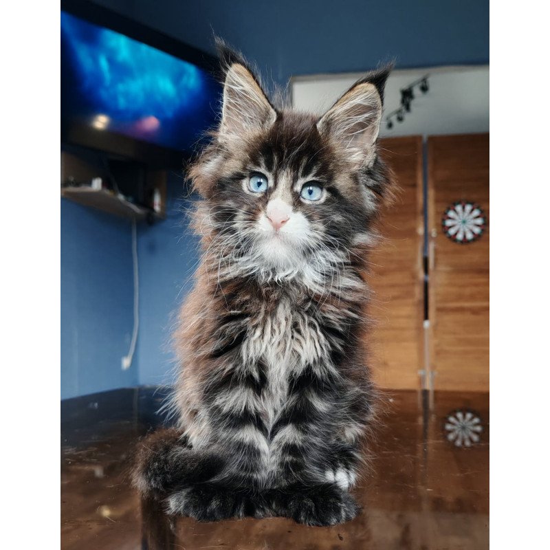 Maine Coon NOV Pandora Polydactyl