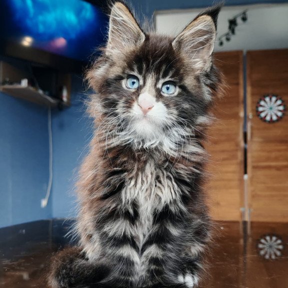 Maine Coon NOV Pandora Polydactyl