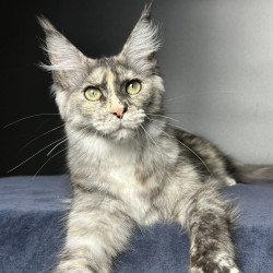 Maine Coon NOV Emiliya