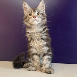 Maine Coon NOV Oregona...