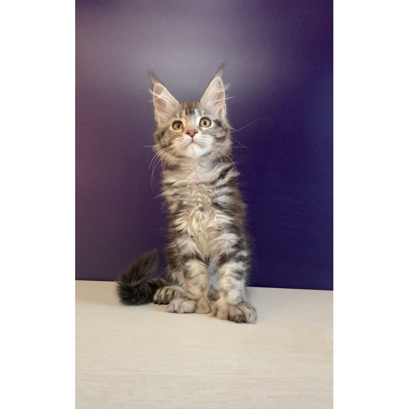 Maine Coon NOV Oregona Polydactyl