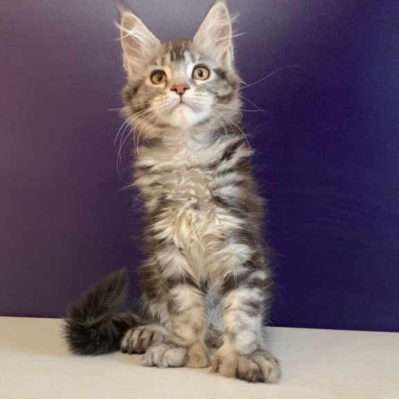 Maine Coon NOV Oregona Polydactyl