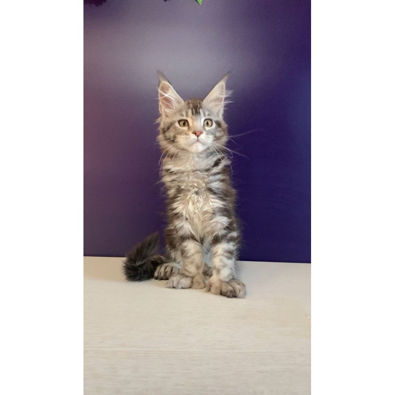 Maine Coon NOV Oregona Polydactyl