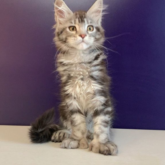 Maine Coon NOV Oregona Polydactyl