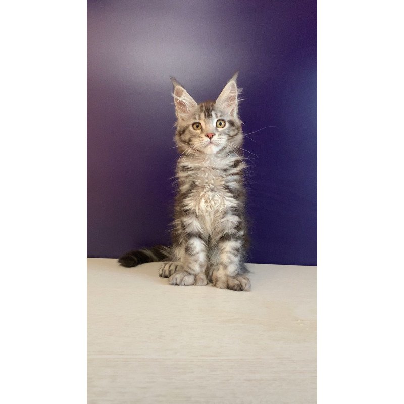 Maine Coon NOV Oregona Polydactyl