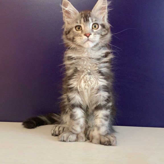 Maine Coon NOV Oregona Polydactyl