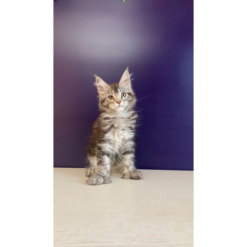 Maine Coon NOV Oregona Polydactyl