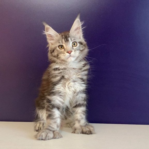 Maine Coon NOV Oregona Polydactyl