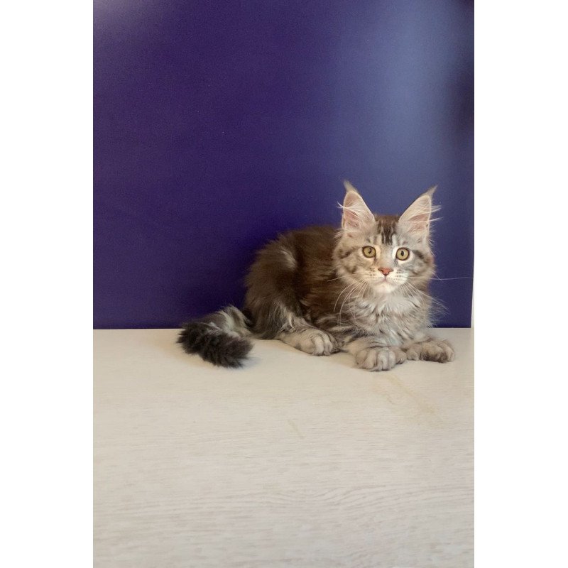Maine Coon NOV Oregona Polydactyl