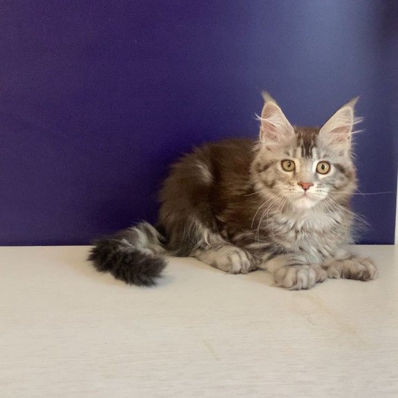 Maine Coon NOV Oregona Polydactyl