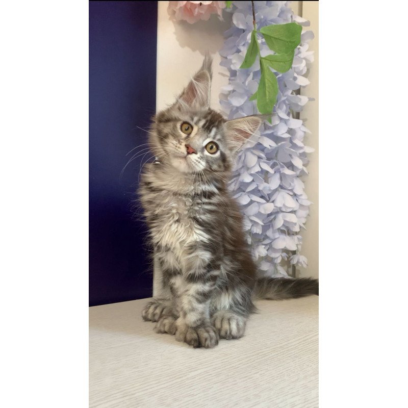 Maine Coon NOV Oregona Polydactyl