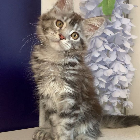 Maine Coon NOV Oregona Polydactyl