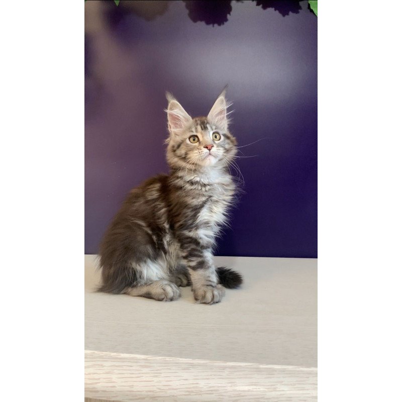 Maine Coon NOV Oregona Polydactyl