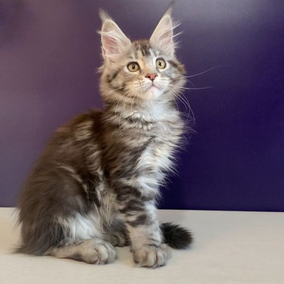 Maine Coon NOV Oregona Polydactyl