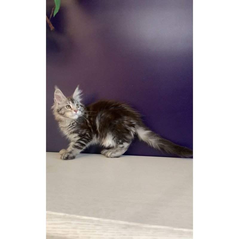 Maine Coon NOV Oregona Polydactyl