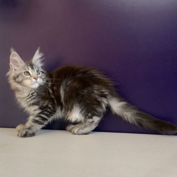 Maine Coon NOV Oregona Polydactyl