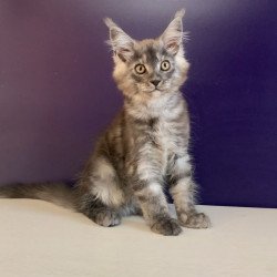 Maine Coon NOV Nigel